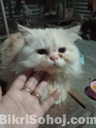 Parsian cat